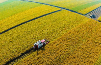 不一样的农改概念 A股烧脑狂飙，H股冷静蓄势，谷物销售新格局
