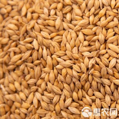 大麦批发指南 从带壳饲料到五谷杂粮的全方位谷物销售